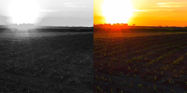 Saat auf dem Feld