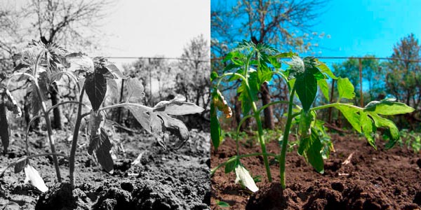 Jung-Tomaten-Staude