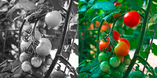 Tomaten-Staude