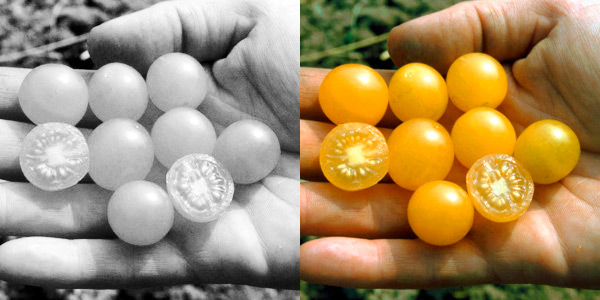Golden Currant