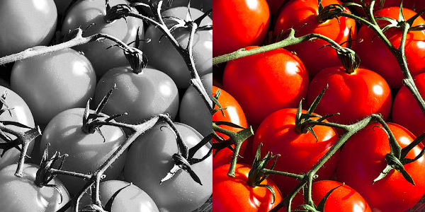 Rispen-Tomaten