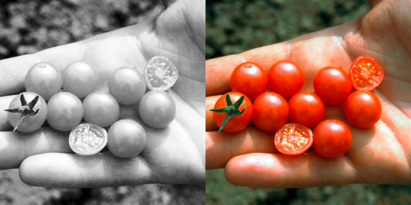 Rote Murmel